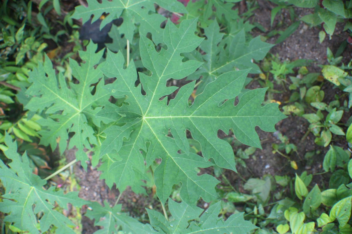 Carica papaya L.